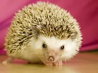 hedgehog.webp