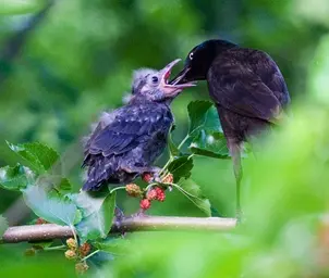 bird_feeding2sm-may06.webp