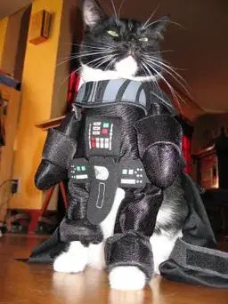 vader cat.webp