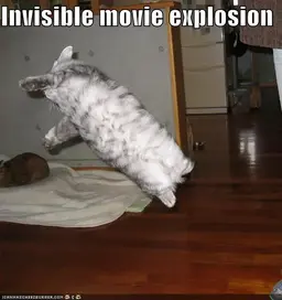 funny-pictures-stunt-cat.webp