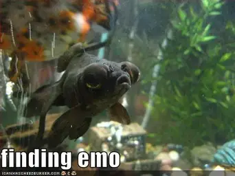 funny-pictures-emo-fish.webp