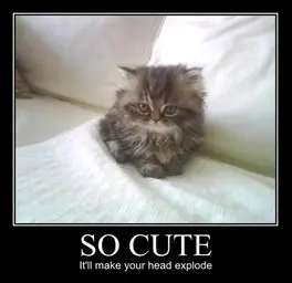 so-cute-itll-make-your-head-explode.webp