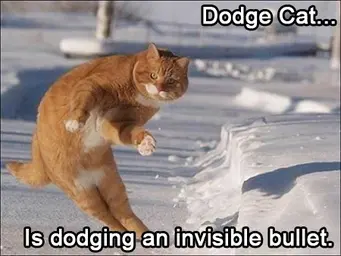 dodge-cat.webp