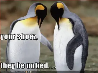 funny-pictures-untied-shoes-penguins.webp