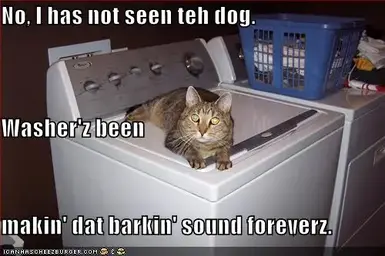 funny-pictures-cat-washing-machine-dog.webp