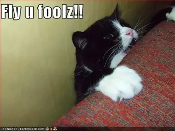 funny-pictures-fly-you-fools-gandolf-cat.webp