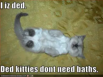 funny-pictures-kitten-avoids-bath-plays-dead.webp