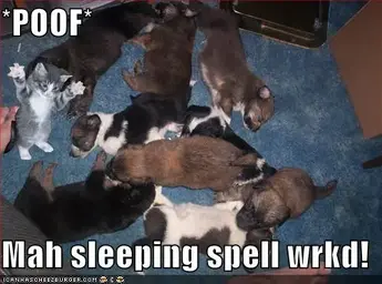 funny-pictures-kitten-sleeping-spell-on-dogs.webp