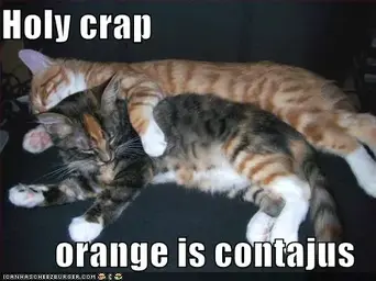 funny-pictures-cats-contagious-orange.webp