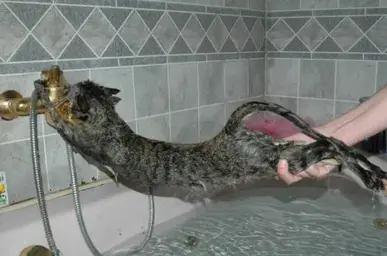 catbath.webp