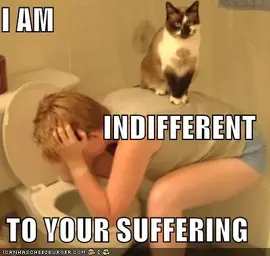 funny-pictures-cat-on-vomiting-person.webp