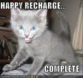 funny-pictures-happy-recharge-grey-kitten.webp