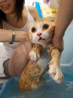 bathing-cats-4.webp