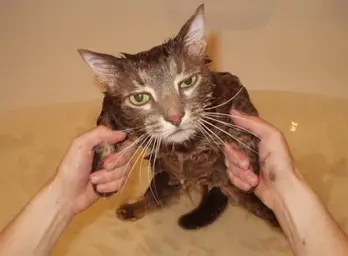 bathing-cats-8.webp