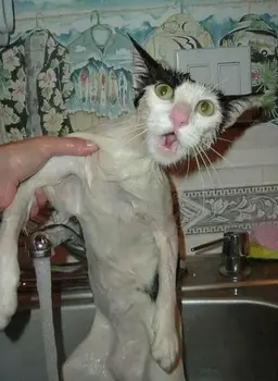 bathing-cats-9.webp