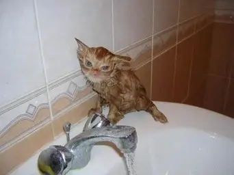 bathing-cats-7.webp