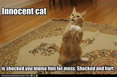 funny-pictures-cat-is-innocent-and-hurt.webp