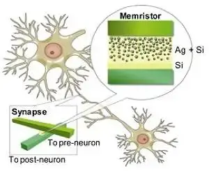 010110100415-cerebro-gato-1.webp