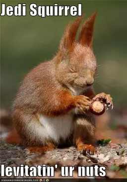 funny-pictures-jedi-squirrel-levitatin-ur-nuts.webp