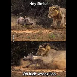 SIMBA.webp