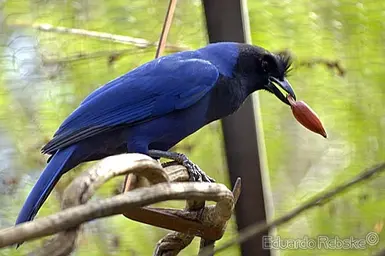 Gralha+azul.webp