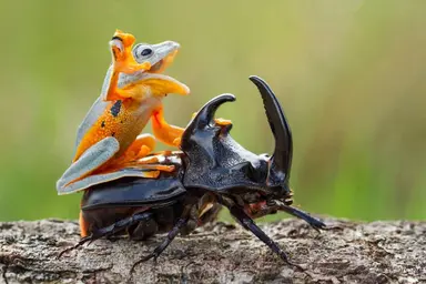 frog-riding-beetle-hendy-mp-2-718x479.webp