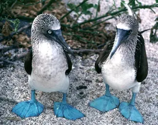 bluefootedboobies.webp