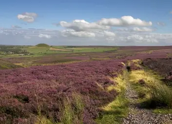 Heather_moorland_on_the_North_York_Moors.webp