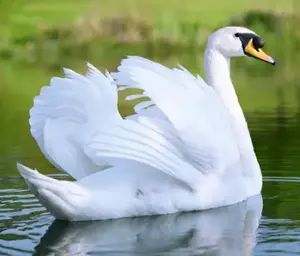 Cisne.webp