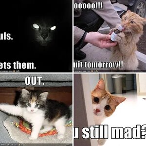 LOLCats